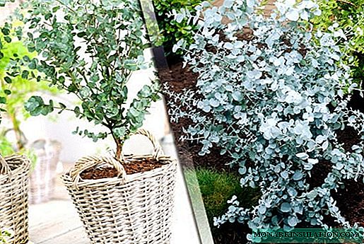 Hvordan dyrke sitron eukalyptus hjemme