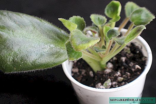 Hoe een viooltje thuis uit een blad te laten groeien