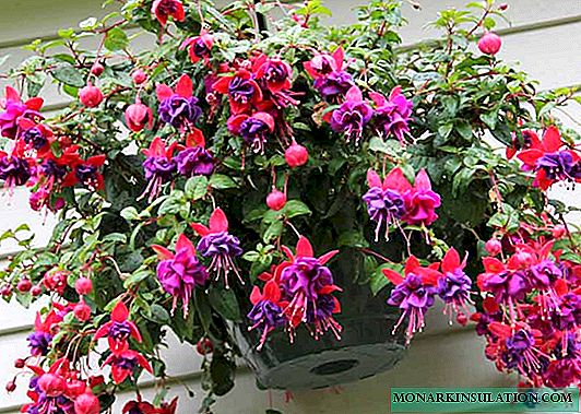 How to grow fuchsia from seeds at home