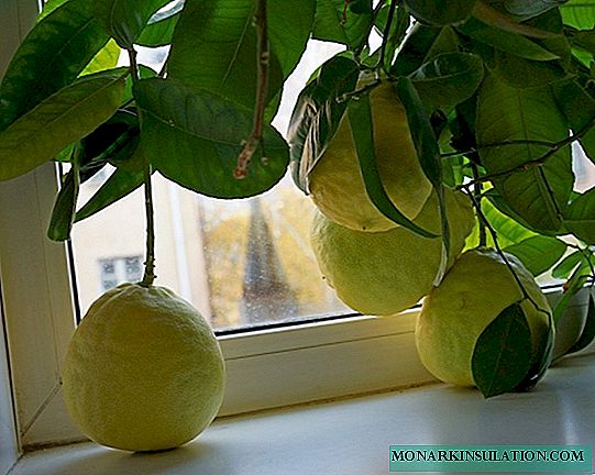 كيف تنمو شجرة الليمون من الحجر في المنزل