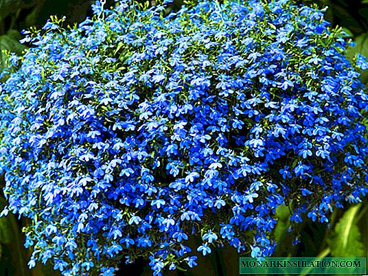 How to grow ampelous lobelia from seeds at home