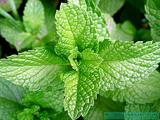How to grow peppermint at home on a windowsill