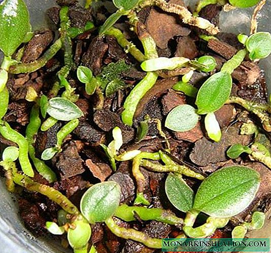 How to grow an orchid from seeds at home