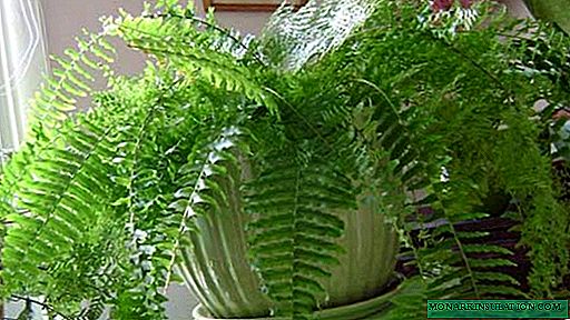 How to grow indoor fern - home care