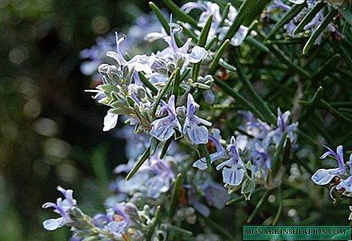How to grow rosemary from seeds at home