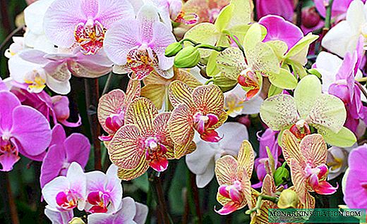 Cómo tomar una foto de una orquídea: opciones de trasplante y ejemplos en casa