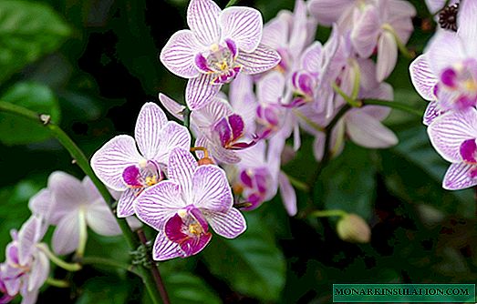 Cómo hacer una flor de orquídea en casa
