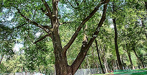 Apa pohon-pohon di jalur tengah - pohon gugur dan jenis pohon jarum