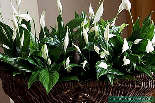 What indoor flowers bring happiness and prosperity to the house