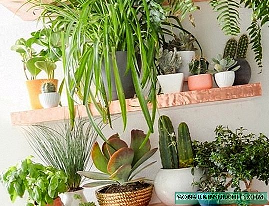 ¿Qué plantas de interior no se pueden mantener en casa?