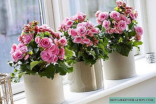 What can be begonia diseases - how to fight