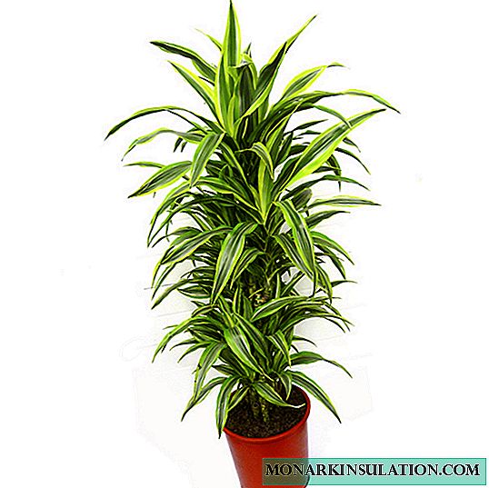 What fertilizer is needed for dracaena - the choice