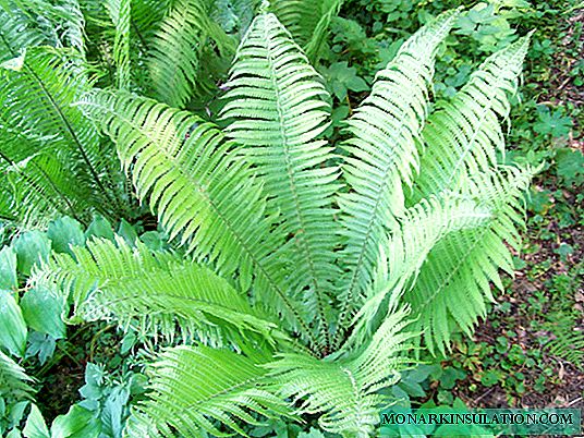 What is the structure of fern - features of leaves, roots of ferns