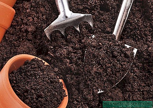 ¿Cuál debería ser la tierra para las flores de interior? Ácida o alcalina