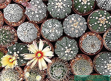 Kaktuss astrophytum: dažādu veidu iespējas un mājas aprūpes piemēri
