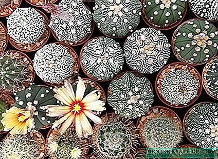 الصبار astrophytum: خيارات لأنواع مختلفة وأمثلة من الرعاية المنزلية