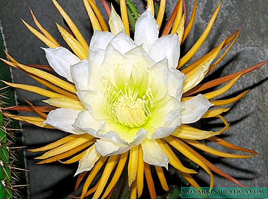 Cactus Queen of the Night: principales variétés et options de soins