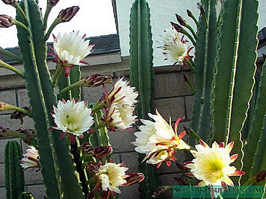 Cactus Cereus: espèces végétales populaires et soins à domicile