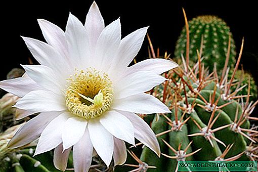 Cactus echinopsis: ejemplos de cuidado de plantas y sus variedades.