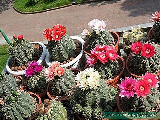 Cactus Gymnocalicium - cuidado en el hogar