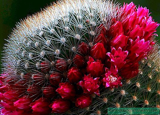 Cactus Mammillaria: Plantepleieteknikker og populære arter