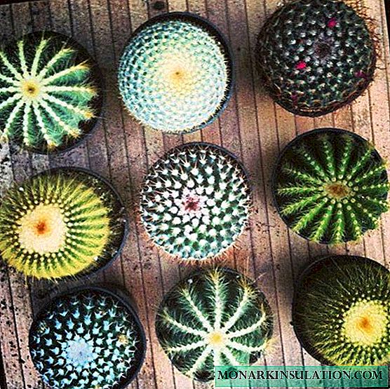 Cactus in vaso: esempi di piantagione corretta e opzioni per diversi fiori
