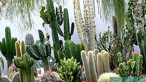 Cactussen in het huis: goed of slecht en volkstekens