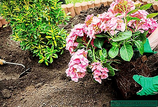 Hvilken jord liker hortensia innendørs og hage?