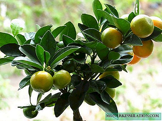 Calamondin - citrusinių vaisių priežiūra namuose