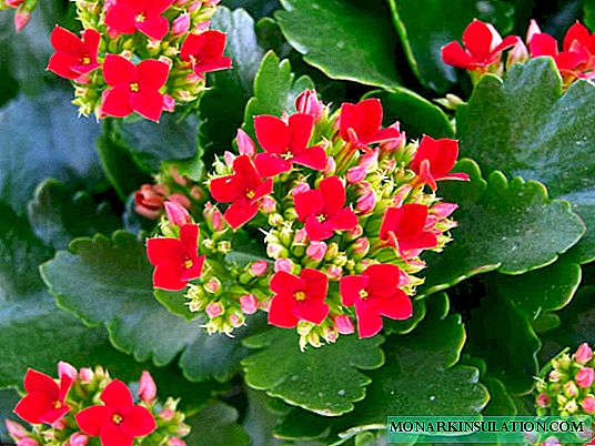 Kalanchoe Blossfeld - caractéristiques de soin des fleurs