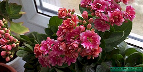 Floración de Kalanchoe: cuidado en el hogar y las razones por las que no florece