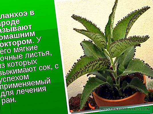Kalanchoe reproduction: options and methods at home