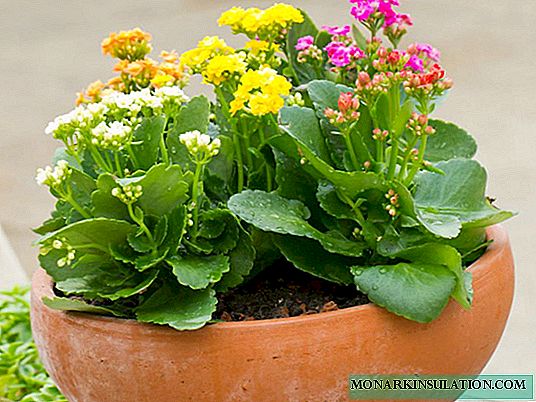 Kalanchoe: home care and basic types of the family