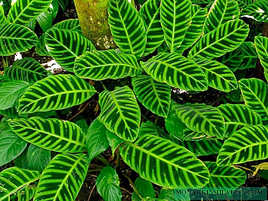 Calathea - plant diseases and pests