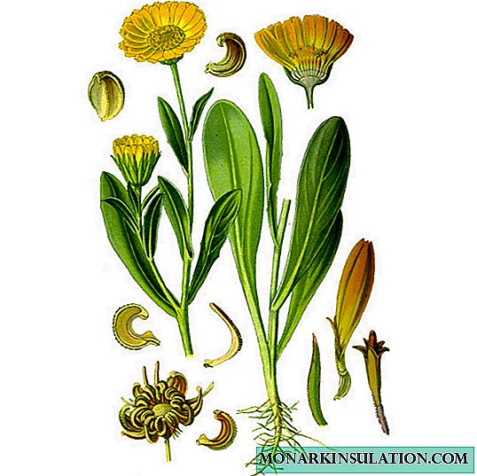 Calendula flower-marigold - how it looks and where it grows