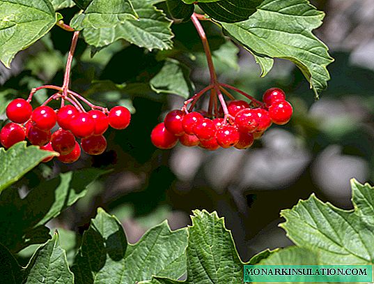 Le viorne rouge est un arbuste ou un arbre, - description