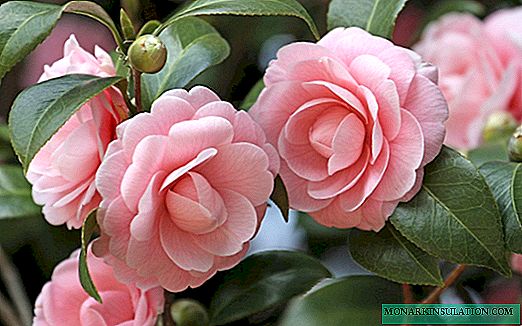 Camellia bloem - Japans, rood, Chinees wit