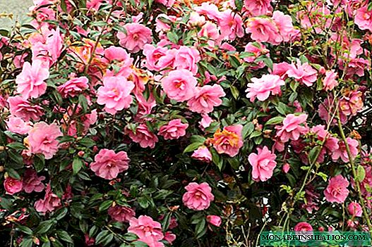Camellia garden - planting and care in the open ground