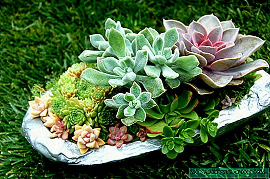 Steinrosen - welche Art von Blumen, Pflanzen und Pflege zu Hause und im Garten