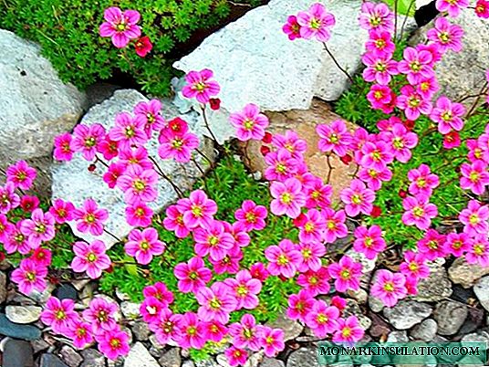 Arends Saxifrages - Violet, Tapis de fleurs