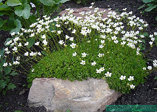 Saxifrage - planting and care in the open ground, in the garden, at home