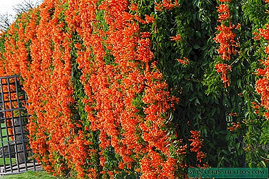 Campsis liana (Campsis) - الأنواع ذات الجذور الكبيرة والمزهرة