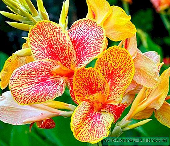 Canna flower - care and planting in the open ground