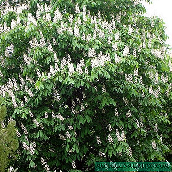 Castanul - un copac cu flori, o descriere a modului de plantare și creștere