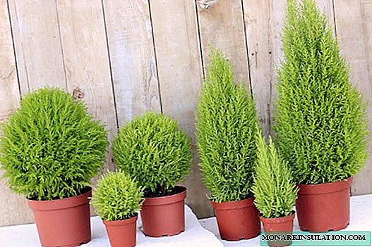 Potted cypress - how to care at home