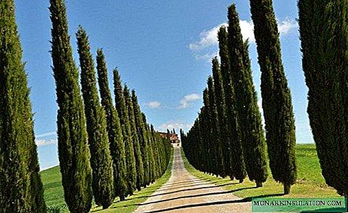 Evergreen cypress - what it is and how it looks