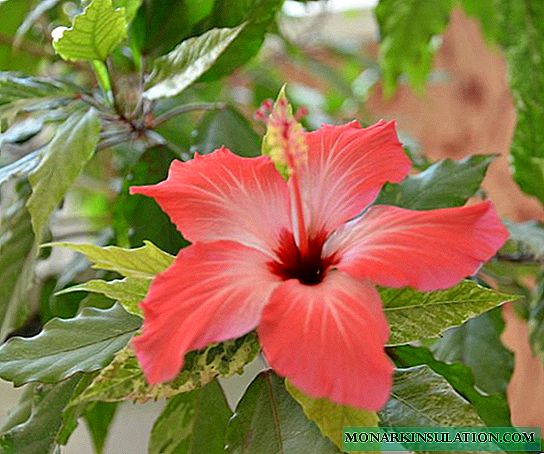Rosa interior (hibisco) - variedades, cuidados e reprodução