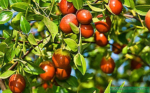 Chinese dates - how to plant and care