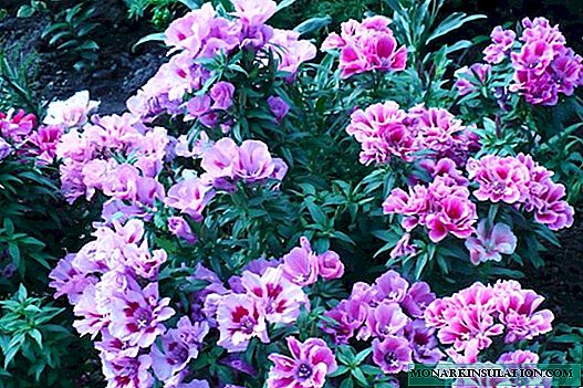 Clarkia graciosa (clarkia unguiculata): como são as mudas e as flores da planta