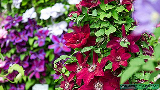 Clematis - Outdoor planting and care for beginners